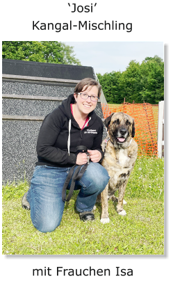 ‘Josi’ Kangal-Mischling mit Frauchen Isa